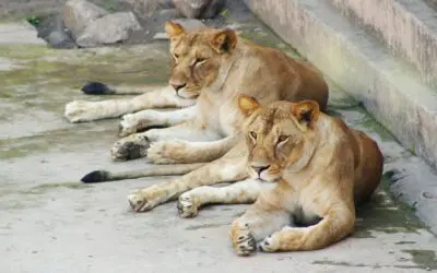 Serviços Cercado para Gatos: Como Escolher o Melhor para Seu Animal de Estimação