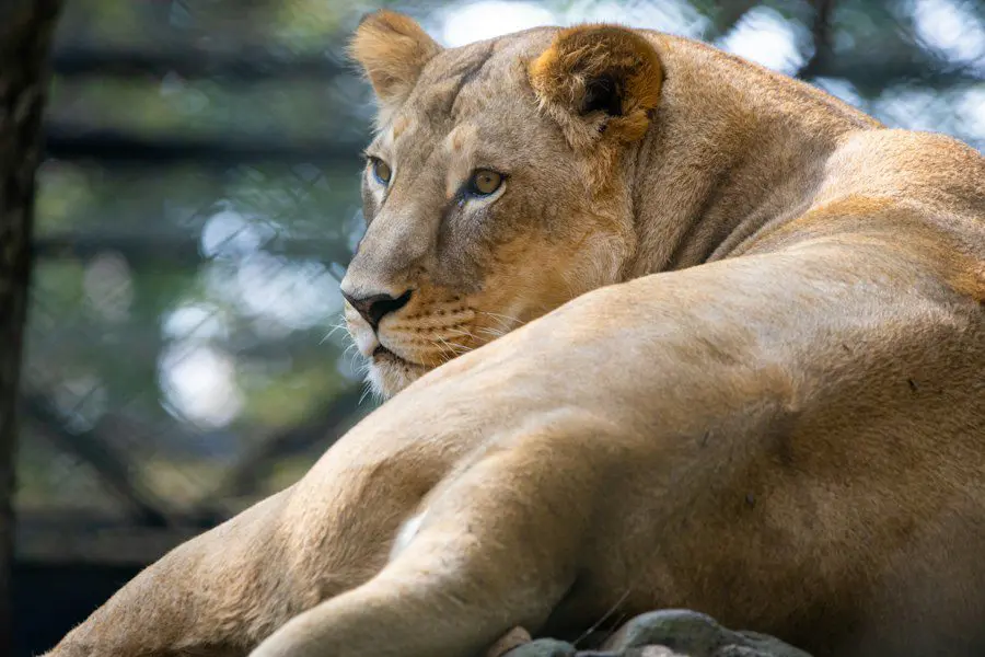 Cercado para Gatos: Como Escolher o Melhor para Seu Animal de Estimação Abcdhe 135