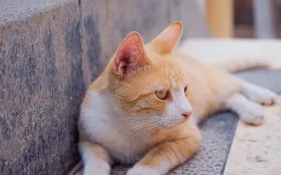 Serviços Telinha para Gato: Como Escolher a Melhor Opção para Seu Felino