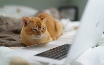 Serviços Telinha para Gato: Protegendo Seu Pet com Estilo e Segurança