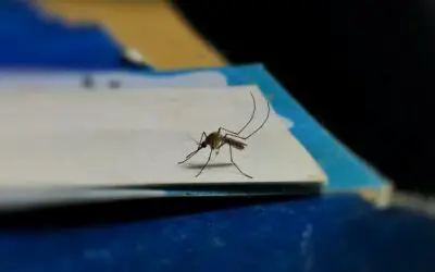 Serviços Telas Mosquiteiras: Uma Solução Eficaz para Manter Insetos Longe