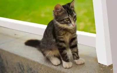 Serviços Telinha para Gato: Criando um Ambiente Seguro e Confortável