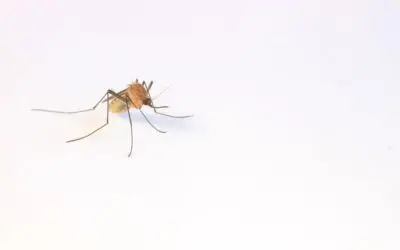 Serviços Telas Mosquiteiras Fixas ou Removíveis: Qual a Melhor Opção?