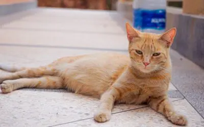 Serviços Telinha para Gato: Como Garantir o Bem-Estar do Seu Felino