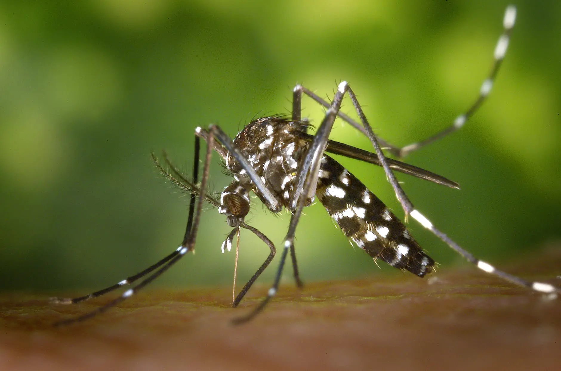 tiger-mosquito-mosquito-asian-tigermucke-sting-86722 Mosquito em close-up.