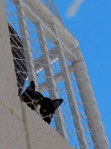 Redes de proteção para gatos em campinas Img 20200704 Wa00074401050894717356608 224x300