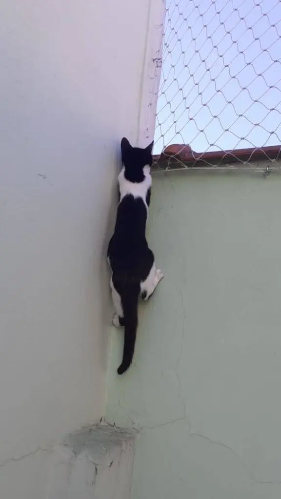 Redes de proteção para gatos em campinas Img 20200826 Wa00047366807478177408491 576x1024