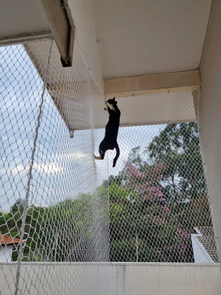 Redes de proteção para gatos em campinas Img 20210915 Wa00037416565152924560661 768x1024