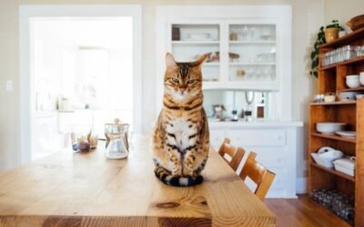 Protegendo Seus Animais de Estimação: Cuidados Essenciais com Redes para Gatos