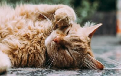 Proteção para Gatos Muro: Dicas para Prevenir Acidentes e Fugas